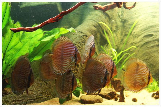 freshwater fish - symphysodon discus - heckel discus stocking in 187 gallons tank - My Heckel group