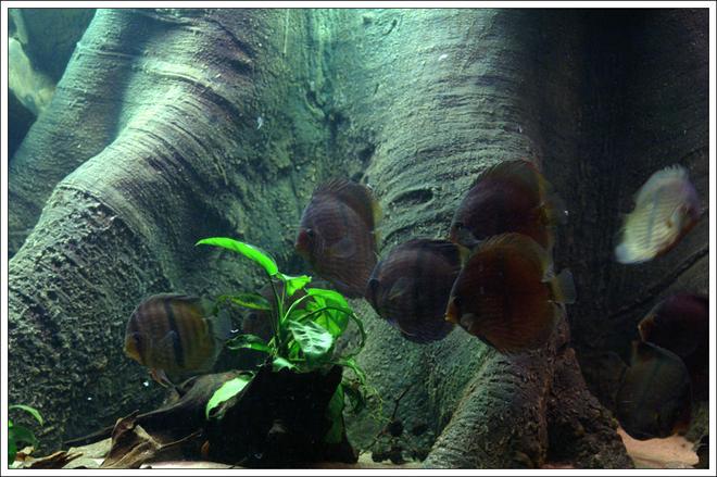 freshwater fish - symphysodon discus - heckel discus stocking in 187 gallons tank - Heckel in night light