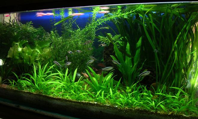 30 gallons planted tank (mostly live plants and fish) - I keep fresh water fish long time ago but when i saw sum planted tank photos on net when I   surfing sum information that time  I  decide to kept the planted tank. I am a 3D graphic Artist
