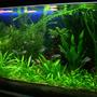 30 gallons planted tank (mostly live plants and fish) - I keep fresh water fish long time ago but when i saw sum planted tank photos on net when I surfing sum information that time I decide to kept the planted tank. I am a 3D graphic Artist