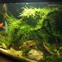 5 gallons planted tank (mostly live plants and fish) - .