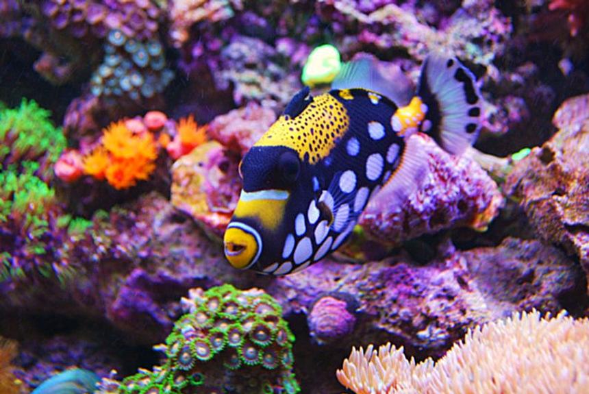 Rated #1: Saltwater Fish - Balistoides Conspicillum - Clown Triggerfish Stocking In 135 Gallons Tank - Clown Trigger