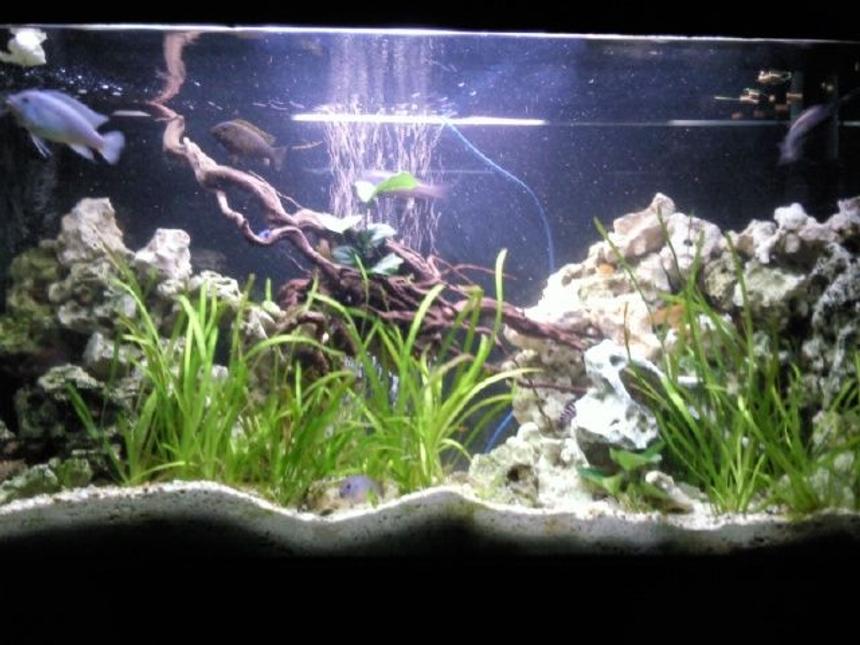 Rated #1216: 96 Gallons Freshwater Fish Tank - Malawi cichlids.