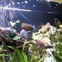 freshwater fish - sciaenochromis fryeri - electric blue cichlid stocking in 96 gallons tank - Busy tank.