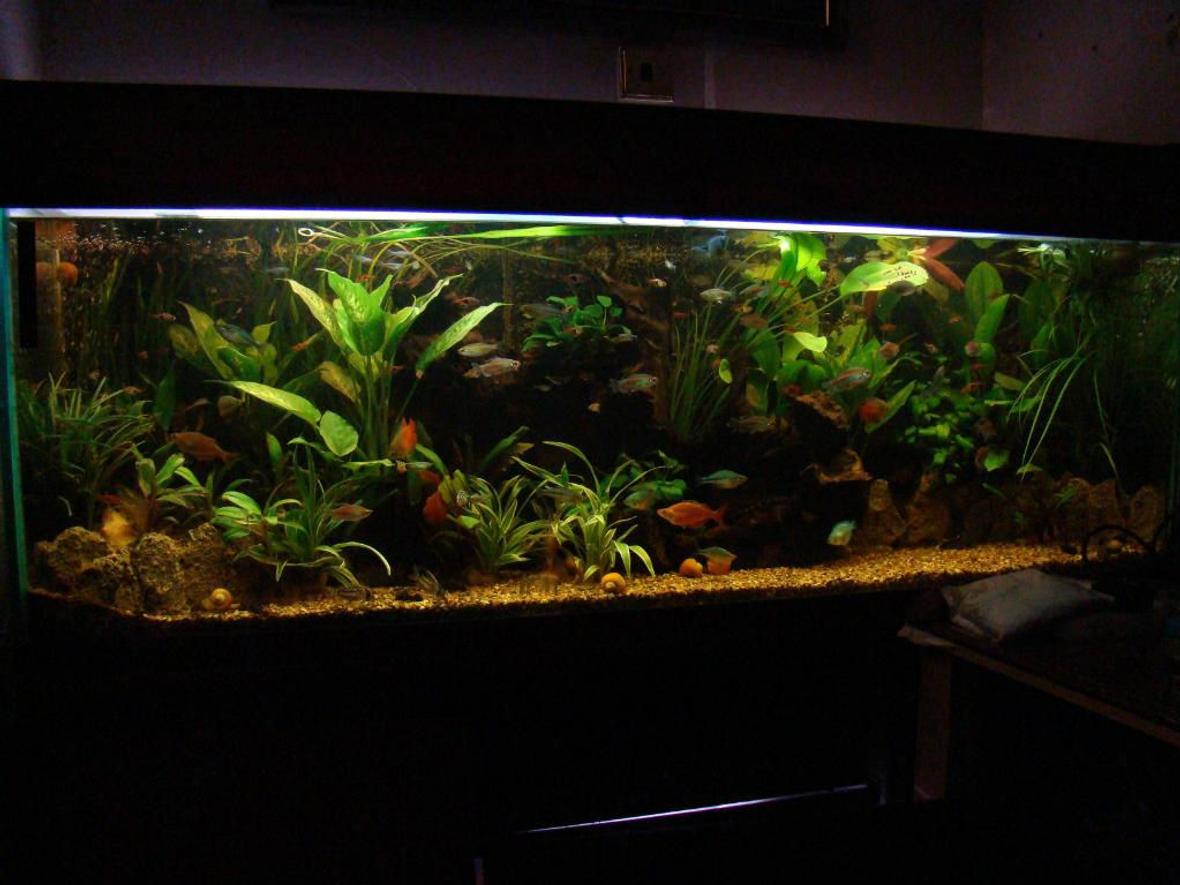 120 gallons planted tank (mostly live plants and fish) - one of my tanks