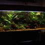 120 gallons planted tank (mostly live plants and fish) - one of my tanks