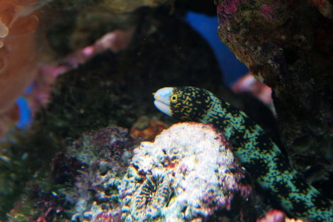 saltwater fish - echidna nebulosa - snowflake eel stocking in 75 gallons tank - My new Snowflake Eel