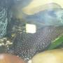freshwater fish - parancistrus sp. - peppermint plecostomus (l-31) stocking in 100 gallons tank - Peppermint Bristlenose having a munch on some zucchini and Blue Dolphin