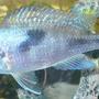 freshwater fish - cyrtocara moorii - blue dolphin cichlid stocking in 100 gallons tank - Blue Dolphin. Love the colour in them
