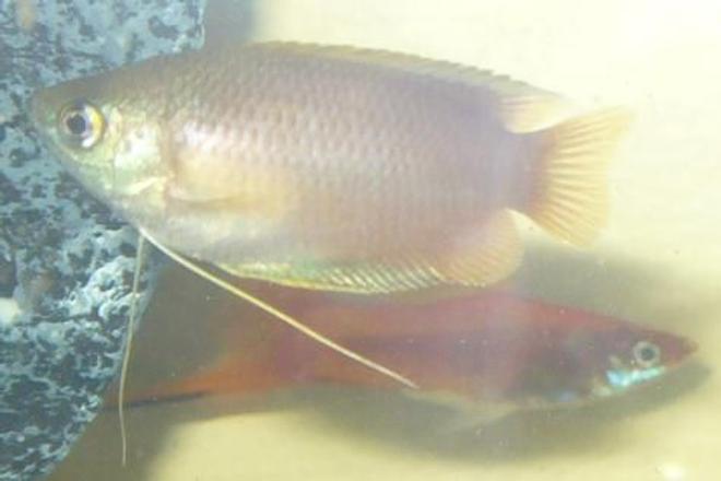 freshwater fish - colisa chuna - honey dwarf gourami stocking in 100 gallons tank - Honey Dwarf Gourami and Swordtail