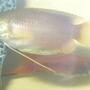 freshwater fish - colisa chuna - honey dwarf gourami stocking in 100 gallons tank - Honey Dwarf Gourami and Swordtail