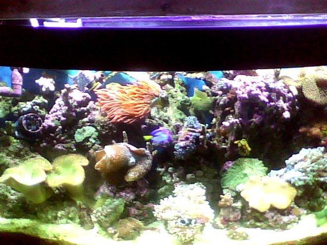 55 gallons reef tank (mostly live coral and fish) - my 55 gallon reef tank