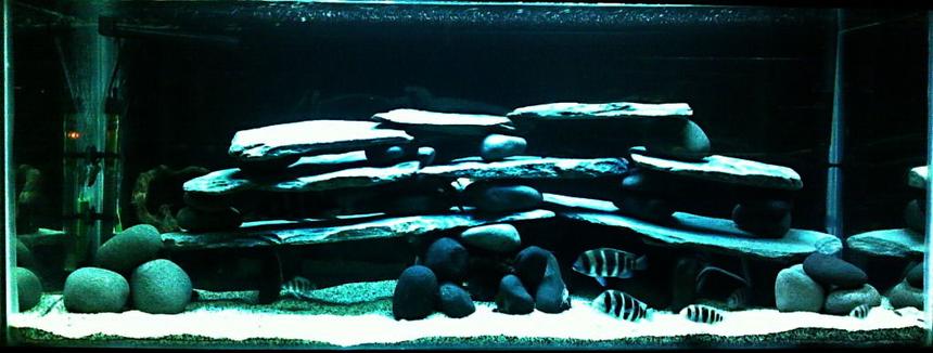 Rated #63: Freshwater Fish - Cyphotilapia Frontosa - Frontosa Cichlid Stocking In 250 Gallons Tank - FrontosaTank