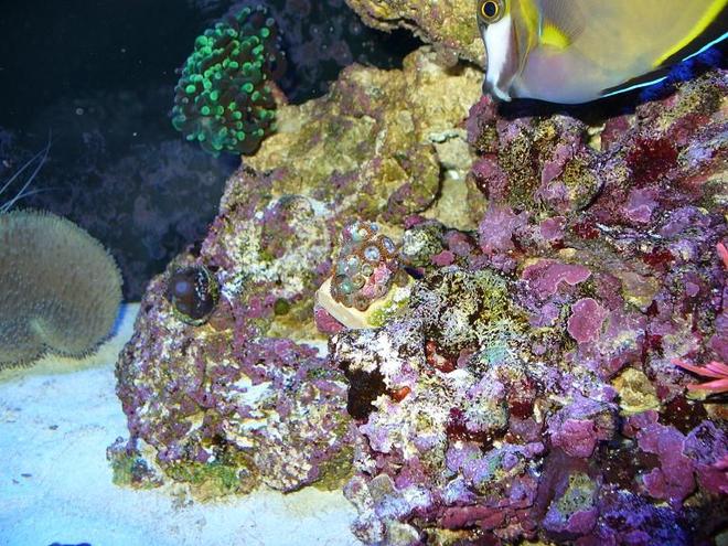 corals inverts stocking in 90 gallons tank - zoes