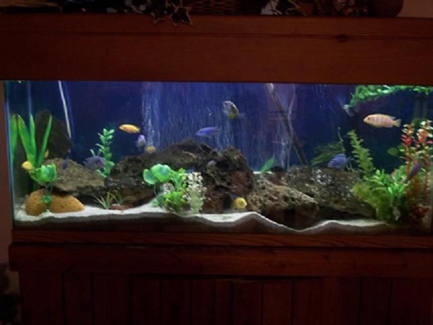 Rated #29: 75 Gallons Freshwater Fish Tank - 70 gallon Cichlid Tank