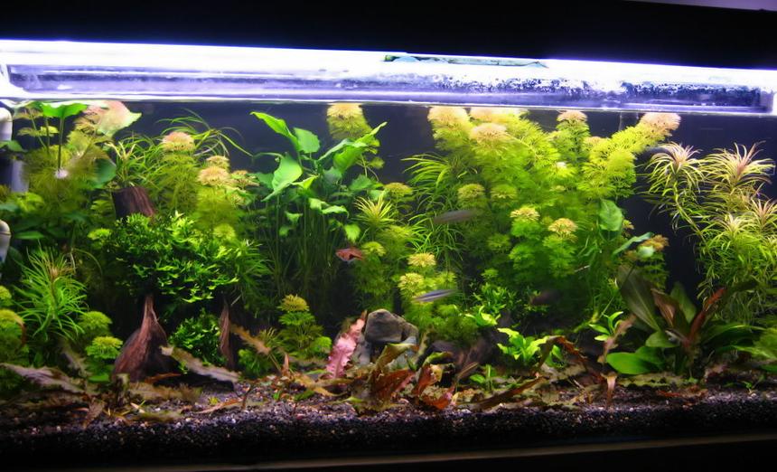 Rated #16: 50 Gallons Planted Tank - New set-up. 8 weeks old.