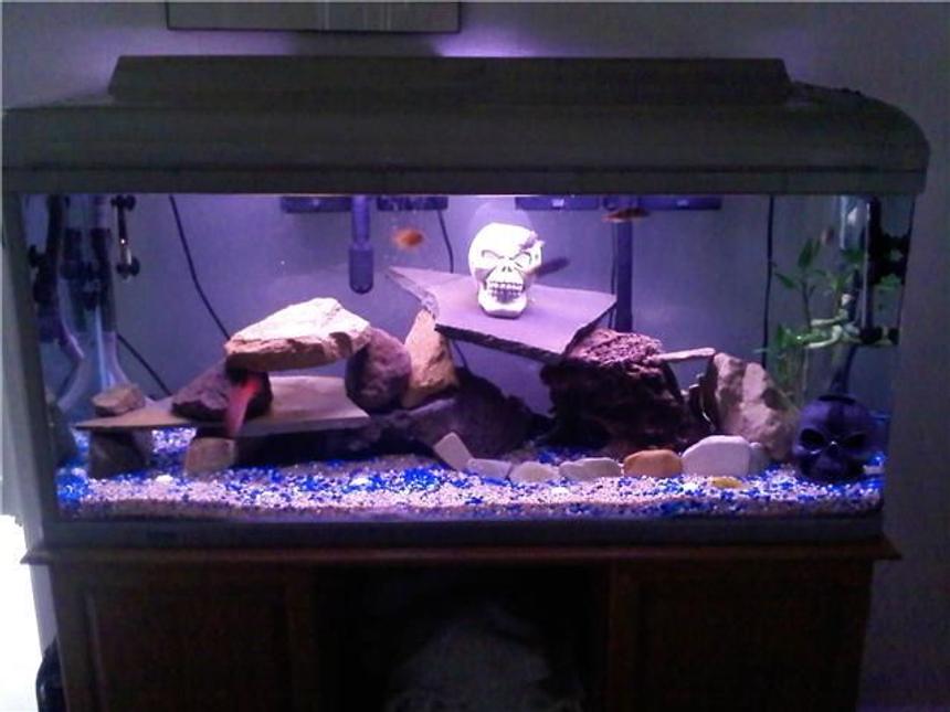 Rated #4010: 85 Gallons Freshwater Fish Tank - Cichlid tank