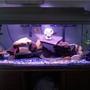 85 gallons freshwater fish tank (mostly fish and non-living decorations) - Cichlid tank