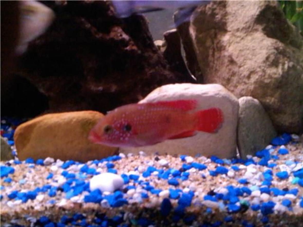 freshwater fish - hemichromis bimaculatus - jewel cichlid stocking in 85 gallons tank - Red Jewel Cichlid