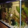 29 gallons planted tank (mostly live plants and fish) - My first tank! :)