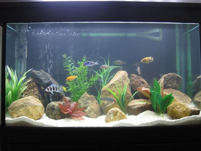 45 gallons freshwater fish tank (mostly fish and non-living decorations) - African Cichlid Tank.