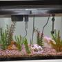 20 gallons freshwater fish tank (mostly fish and non-living decorations) - This is my fish tank so far.