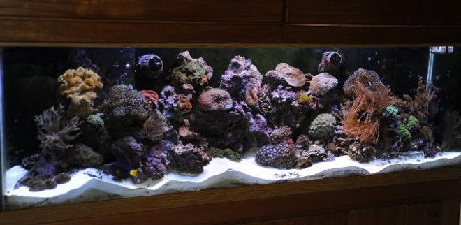 125 gallons reef tank (mostly live coral and fish) - 125g