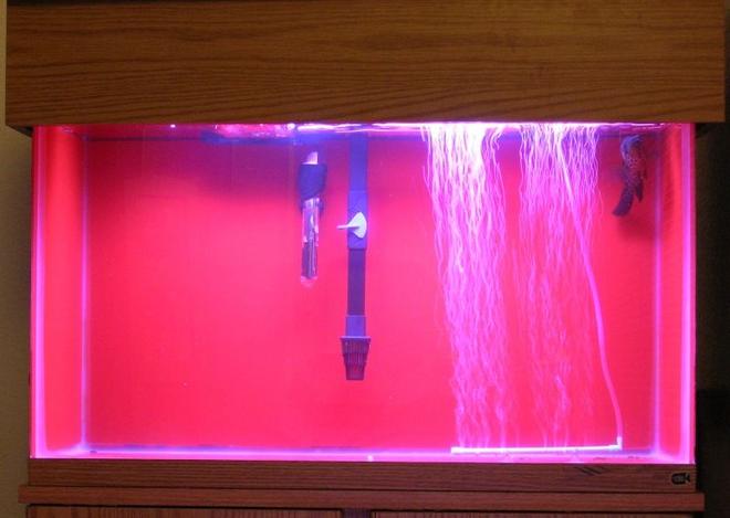 90 gallons freshwater fish tank (mostly fish and non-living decorations) - none