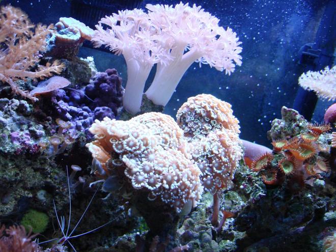 corals inverts - alveopora sp. - alveopora coral stocking in 30 gallons tank - anvepora