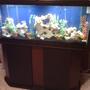 55 gallons freshwater fish tank (mostly fish and non-living decorations) - 55 gallon