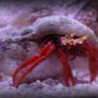 corals inverts - paguristes cadenati - scarlet reef hermit crab stocking in 20 gallons tank - My bigger scarlet reef hermit crab.