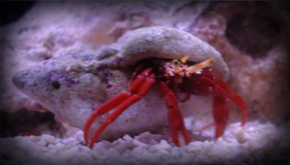 corals inverts - paguristes cadenati - scarlet reef hermit crab stocking in 20 gallons tank - My bigger scarlet reef hermit crab.