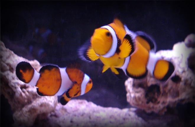 saltwater fish - amphiprion percula - true percula clownfish stocking in 20 gallons tank - A better picture of my clownfish, Ruth and Francis.
