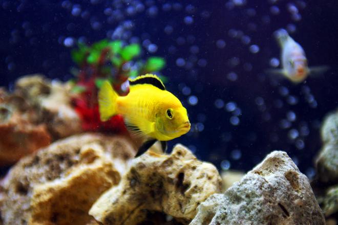 freshwater fish - labidochromis caeruleus - electric yellow cichlid stocking in 85 gallons tank - Pic of my male Electric yellow cichlid - Labidochromis caeruleus