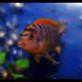 freshwater fish - labidochromis sp. - hongi stocking in 85 gallons tank - Not sure what cichlid this is, but it's got fantastic colours