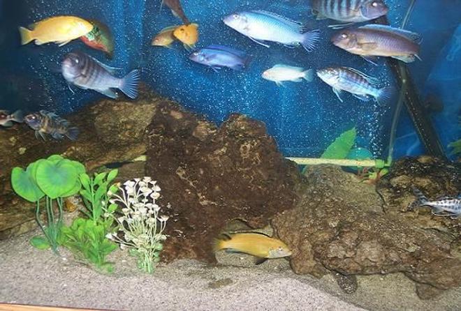 freshwater fish - labidochromis caeruleus - electric yellow cichlid stocking in 75 gallons tank - mixed malawi cichlids
