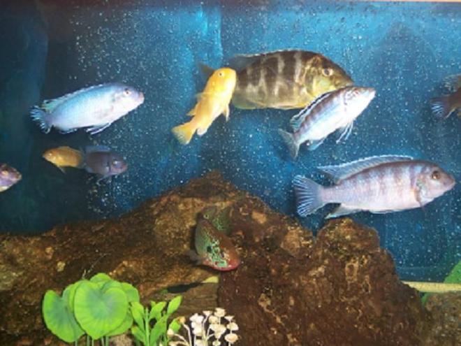 freshwater fish - nimbochromis venustus - venustus cichlid stocking in 75 gallons tank - mixed cichlids