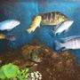 freshwater fish - nimbochromis venustus - venustus cichlid stocking in 75 gallons tank - mixed cichlids