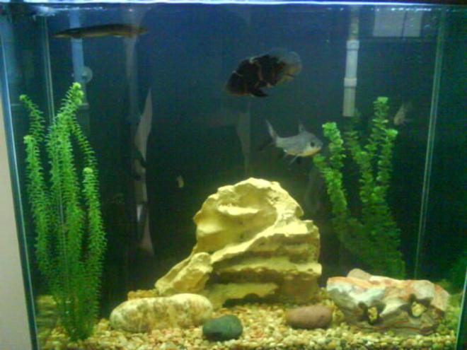 freshwater fish - balantiocheilus melanopterus - bala shark stocking in 70 gallons tank - Initial set-up juvenile oscar and green terror with 6" Bala