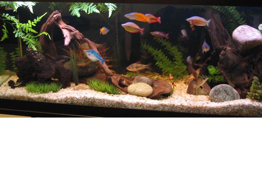 Rated #65: 100 Gallons Freshwater Fish Tank - 100 Gallon Tank with about 30 fish. The wood on the right side is still leaching but I love the look of an interesting piece of drift wood.
I had no idea how hard it is to take a picture of a fish tank! :P.