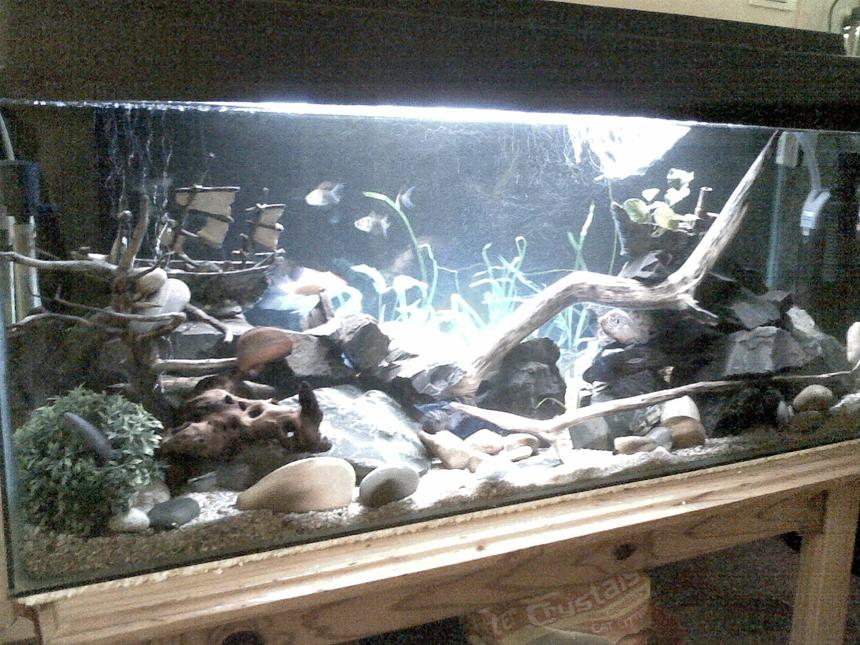 Rated #195: 55 Gallons Planted Tank - 1.2m comunity