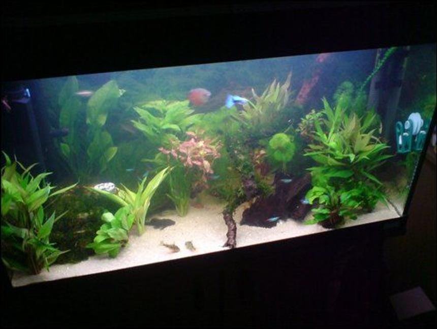 Rated #125: 33 Gallons Planted Tank - 33 gallon planted