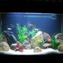 45 gallons freshwater fish tank (mostly fish and non-living decorations) - African Cichlid Tank