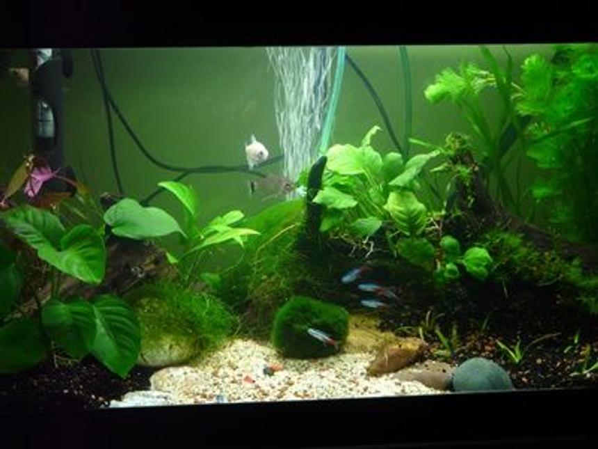 Rated #124: 15 Gallons Planted Tank - 65x26x35(h) cm Planted Tank
15 W Day-Light 14.000 K