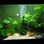 15 gallons planted tank (mostly live plants and fish) - 65x26x35(h) cm Planted Tank 15 W Day-Light 14.000 K
