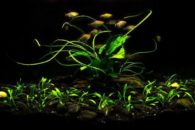 20 gallons planted tank (mostly live plants and fish) - My first fish tank. Set up started 6 months ago. Nothing special, just life plants and 10 tetra red eye fish inside...They look healthy and hungry...oh, and also one bushy nose and no shrimps because I don't have algae at all...That's pretty much everything about this image. I hope you enjoy it! Cheers!