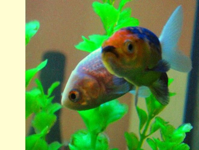 freshwater fish - carassius auratus - goldfish stocking in 17 gallons tank - My two lionhead goldfish, floated right into shot perfectly, as they cruised around my tank.