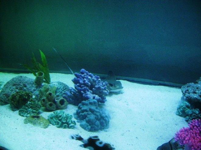 saltwater fish - myliobatis californica - bat ray stocking in 375 gallons tank - Bat ray swimming behind some artificial corals