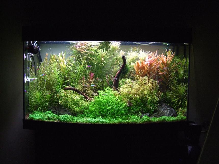 Rated #1: 40 Gallons Planted Tank - Fed up with the 'Nature' style of tanks I've set this more traditional European style, but with still keeping the Amano principals . Overall first results are excellent. Dry ferts are added daily