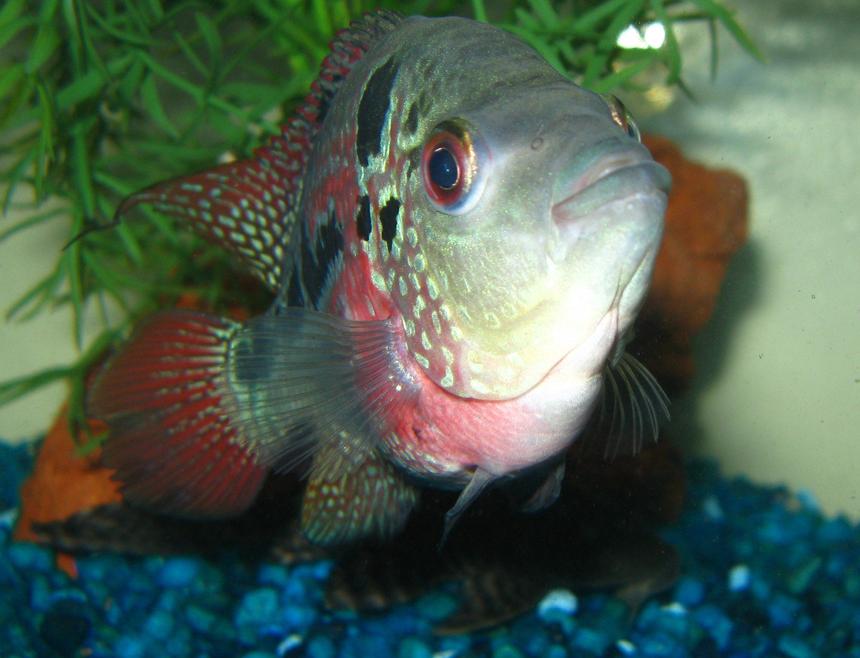 Rated #47: Freshwater Fish - Cichlasoma Sp. - Flower Horn Cichlid Stocking In 125 Gallons Tank - my favourite girl ;) in here she was 4 in.